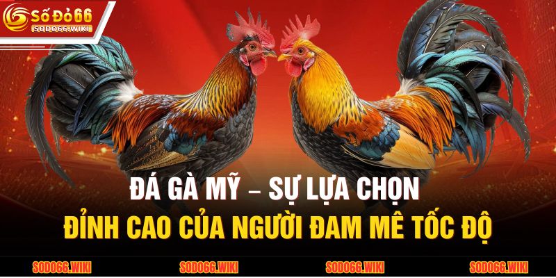 Đá Gà Mỹ