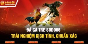 Đá Gà Tre SODO66