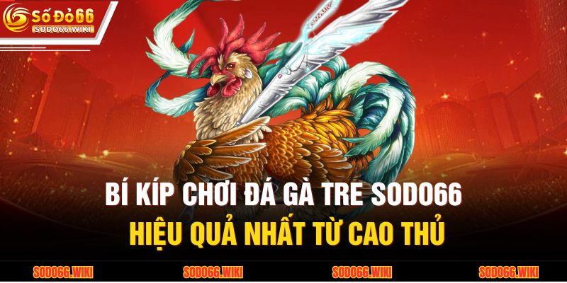 Bí kíp chơi đá gà tre SODO66 hiệu quả nhất từ cao thủ