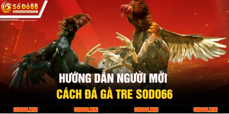 Hướng dẫn người mới cách đá gà tre SODO66
