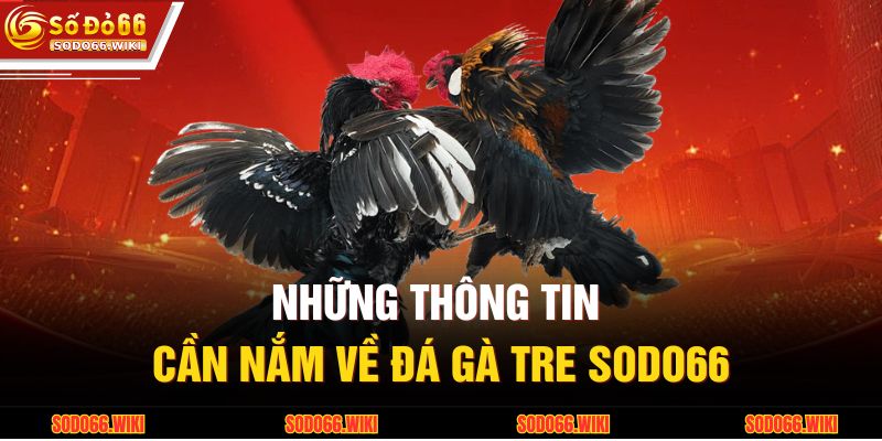 Những thông tin cần nắm về đá gà tre SODO66