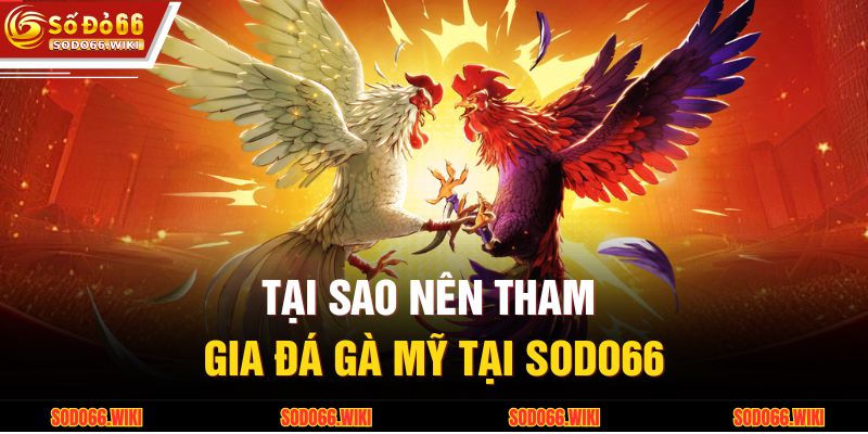 Tại sao nên tham gia đá gà Mỹ tại SODO66
