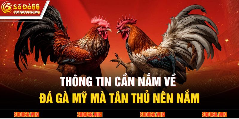 Thông tin cần nắm về đá gà Mỹ mà tân thủ nên nắm